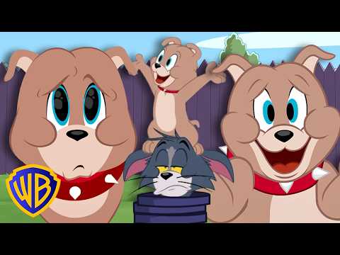 A conquista do Tyke! 🐶 | Tom & Jerry em Português 🇧🇷 | Brasil | @WBKidsBrasil​ thumbnail