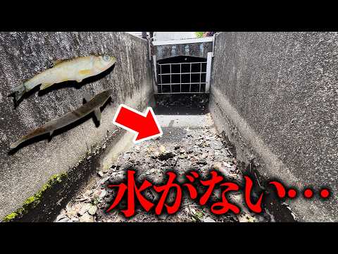 魚がたくさん泳いでいた水路が完全に干上がってしまった結果…… thumbnail