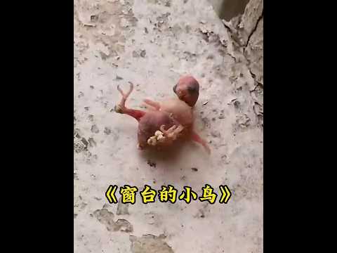 窗台捡到一只快窒息的小鸟，耐心喂养后颜值逆袭，真的捡到宝了 #animals #birds  #parrot thumbnail