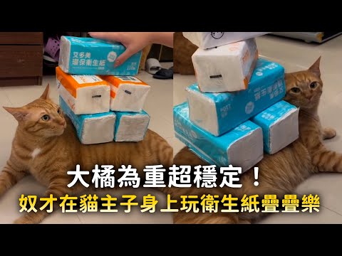 大橘為重超穩定XD　奴才在貓主子身上玩衛生紙疊疊樂 thumbnail