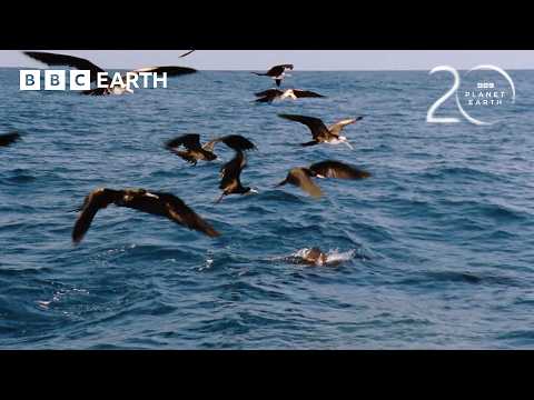 The Deadly Fish That Changes Colour to Hunt | 20 Years of Planet Earth | BBC Earth thumbnail