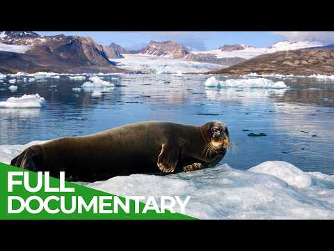 Cold Coasts: Life on the Arctic Edge | Free Documentary Nature thumbnail