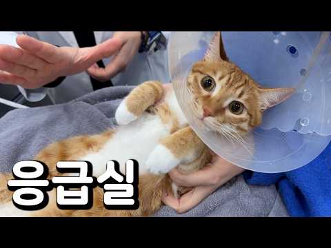 내가 진짜 황칠복 때문에 못살아 thumbnail