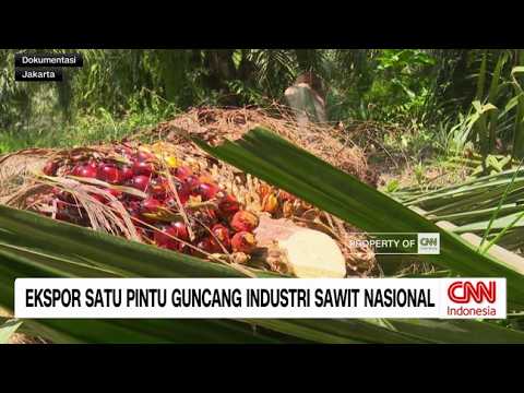 Ekspor Satu Pintu Guncang Industri Sawit Nasional thumbnail