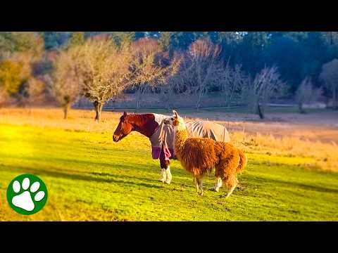 Llama Stays Alive to Make Sure Her Horse Best Friend Isn’t Alone ❤️ thumbnail