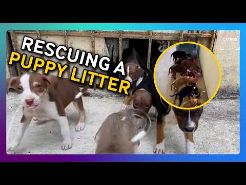 Saving a Group of Abandoned Puppies ❤️ thumbnail