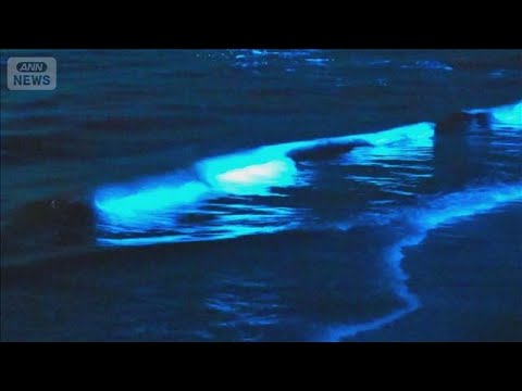 夜光虫に見物客殺到　渋滞トラブル　愛知・蒲郡市が注意喚起「海の状況戻り見れない」【知っておきたい！】【グッド！モーニング】(2026年5月30日) thumbnail