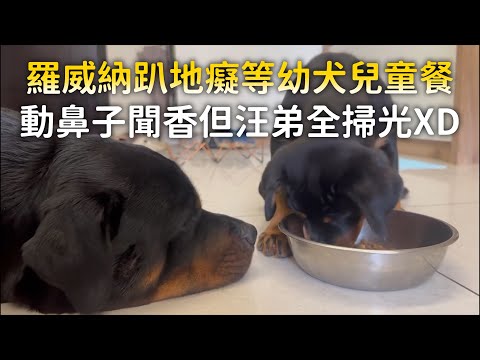 羅威納趴地癡等幼犬兒童餐　動鼻子聞香但汪弟全掃光XD ｜#寵物雲 thumbnail