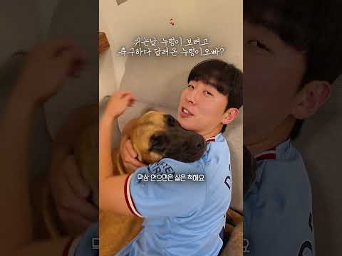 쉬는날 축구하다 여동생 보려고 달려온 누렁이오빠 #견생역전_클로이 thumbnail