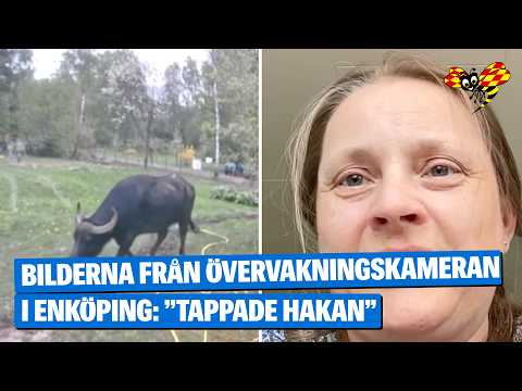 Märkliga upptäckten vid sommarstugan thumbnail