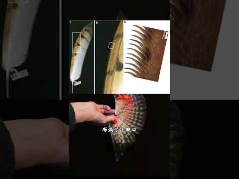 这就是猫头鹰飞行无声的原因#猫头鹰 #知识 #内容启发搜索 thumbnail