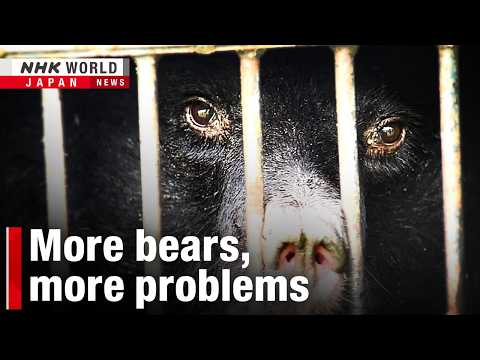 Expert: Why Japan's bear problem is here to stayーNHK WORLD-JAPAN NEWS thumbnail