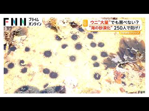ウニが海藻食べ尽くす「磯焼け」“海の砂漠化”防ごうと250人で780kg超回収も食用には適さず肥料に（2026年05月19日） thumbnail