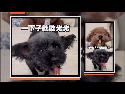 原本擔心藥太苦不好餵　沒想到狗狗們吃得真香XD thumbnail