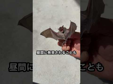 公園で拾ったコウモリを保護した thumbnail