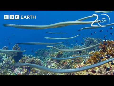 Highly Venomous Sea Snakes Hunt in Huge Group | 20 Years of Planet Earth | BBC Earth thumbnail
