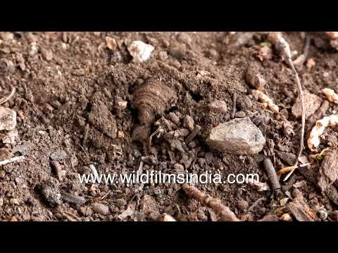 Antlion larva doodlebug digs a conical sand trap in soil thumbnail