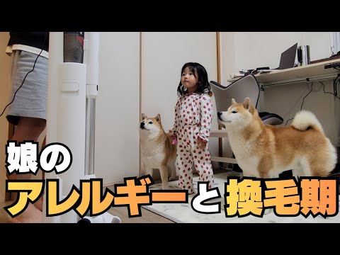 やって来た換毛期始めと、娘にアレルギー症状が出たので病院へ thumbnail