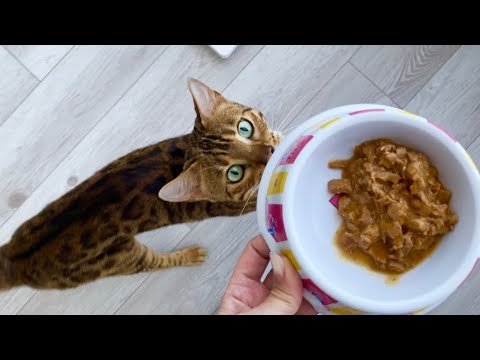 ВЛОГ Кошка орет как ненормальная ! БЕНГАЛКА Синди просится домой после ночи на улице ! Наше утро !  thumbnail