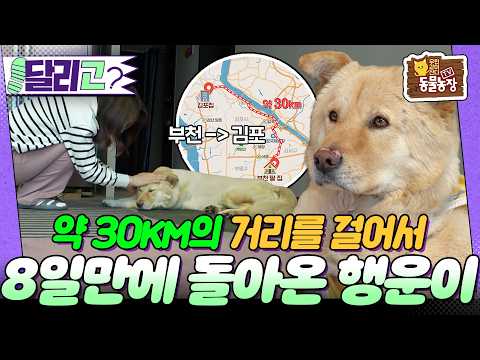 [🏃‍#달리GO] 부천에서 김포까지 8일 동안 걸어서 돌아온 행운이의 사연은? #TV동물농장 #달리 #DALI thumbnail