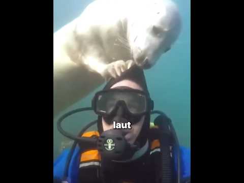Tindakan Anjing Laut Ini Sangat Menyentuh 🦭🥹 thumbnail