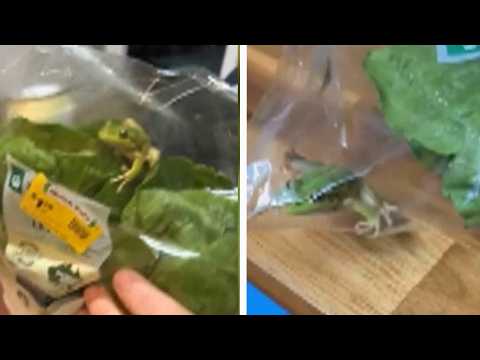 Little Green Tree Frog Found In Bag Of Lettuce Purchased At Grocery Store thumbnail
