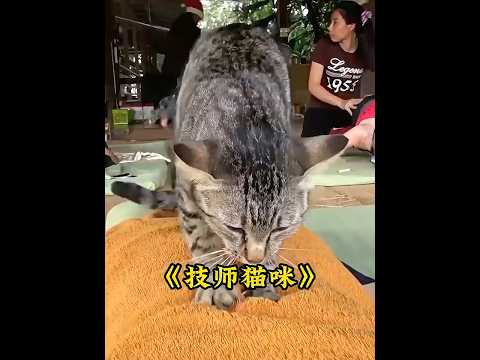 猫咪凭借一手绝活按摩的手艺，赚猫粮养活自己 #animals #猫咪  #cats thumbnail