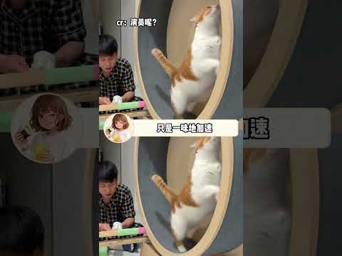 不是这猫怎么比我还听得懂人话#猫猫 #我和我的猫 #猫猫的事情你少管 #小猫咪能有什么坏心眼 #萌宠 thumbnail