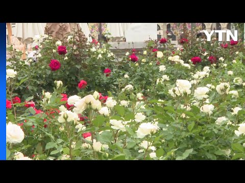 "장미 보러 놀이공원 왔어요"...300만 송이 장미축제 / YTN thumbnail