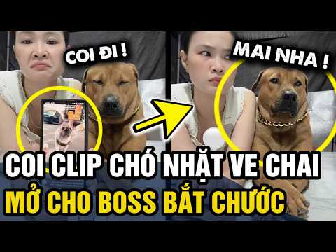 Coi clip CHÓ NHÀ NGƯỜI TA biết nhặt ve chai KIẾM TIỀN, con sen mở lên cho coi HỌC HỎI | Tin 3 Phút thumbnail
