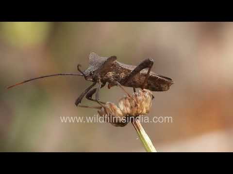Acanthocephala Leaf-footed Bug resting on a dry yellow wildflower in detailed macro view thumbnail
