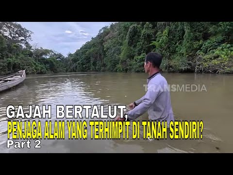 GAJAH BERTALUT, PENJAGA ALAM YANG TERHIMPIT DI TANAH SENDIRI? |  INDONESIAKU (26/05/26) Part 2 thumbnail