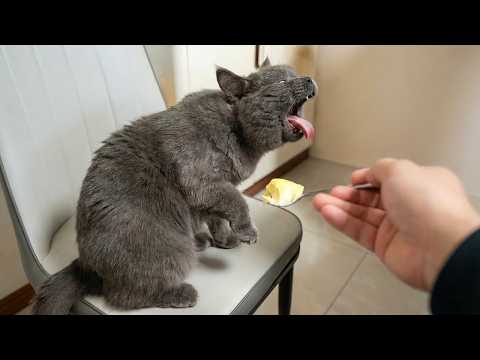 Cats Causing Chaos ? | Funniest Cat Moments Compilation thumbnail