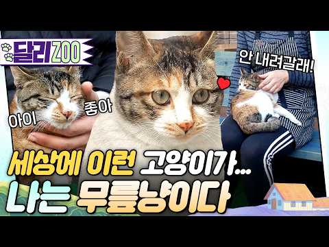 [🐕#달리ZOO] 고양이를 부르는 신비한 의자가 있다?! 여기 앉으면 달려갑니다. - 무릎냥😺 #TV동물농장 #달리 #DALI thumbnail