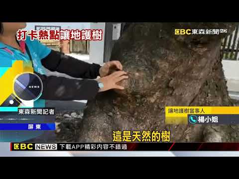 愛上百年「摩艾樹」 女「無償讓地」拓路護樹@newsebc thumbnail