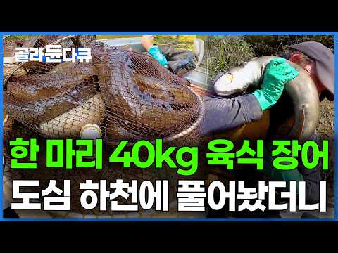 민물에 육식 장어만 남았다. 소고기 먹여 키워 도시에서 꺼내 먹는 장어의 정체｜뉴질랜드 롱핀 장어 양식｜극한직업｜#골라듄다큐 thumbnail