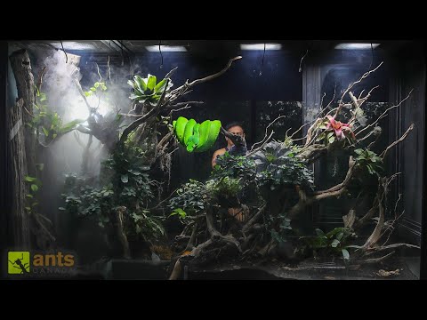 I Added a PYTHON into My Giant Rainforest Vivarium thumbnail