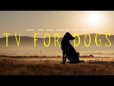 Virtual Outdoor Walks for Dogs Relaxing Comfortably at Home thumbnail