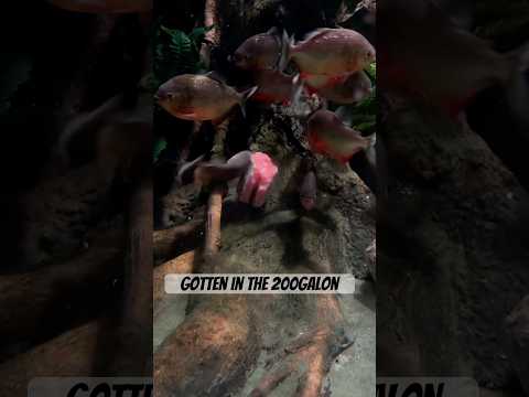 Piranha feed on massive salmon fish! thumbnail