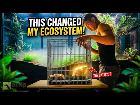 How the Addition of a Bamboo Rat Transformed My Massive Indoor Ecosystem thumbnail