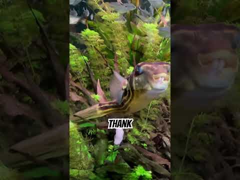 Puffer fish VS mouse thumbnail