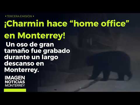 "Charmin" hace "home office" en Monterrey | Noticias MTY tercera emisión thumbnail
