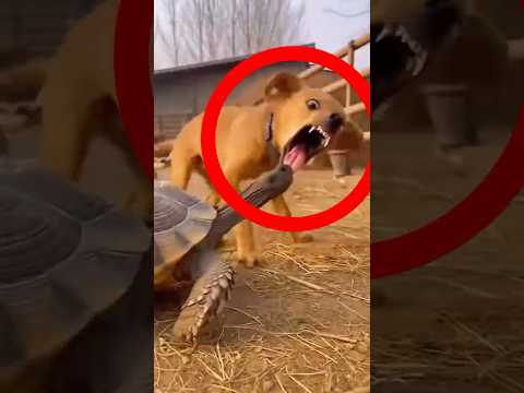 ANIMALES en momentos que nadie esperaba ver thumbnail
