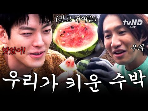 [#콩콩팥팥] 그동안 열심히 키운 미니 수박🍉정성스럽게(?) 보내주는 콩팥즈.... ༎ຶ‿༎ຶ thumbnail