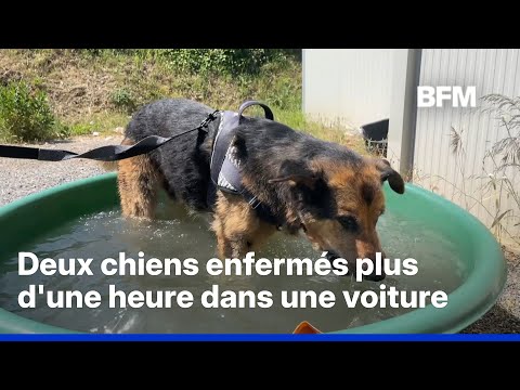 Vague de chaleur: des maîtres de chiens épinglés pour avoir “oublié” leur animal dans la voiture thumbnail