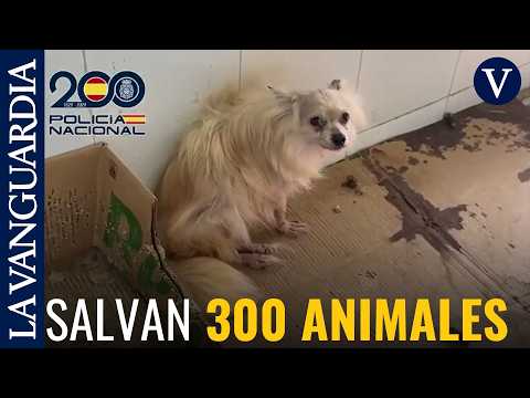 Rescatan a 300 animales de un criadero de Málaga y detienen a dos personas por maltrato animal thumbnail