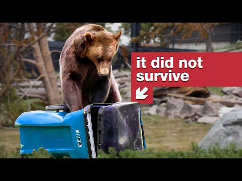 If this survives for an hour, it passes the Bear Test. thumbnail