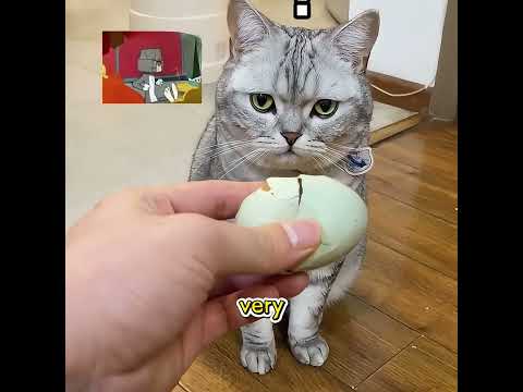 Have you ever seen a cat that hatched a duck?#pet #shuorts #funny thumbnail