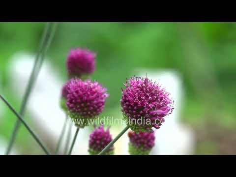 Drumstick Alliums blooming at Jabbarkhet Botanical Arboretum in Mussoorie thumbnail