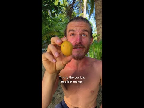 This Mango Is Unbelievably Small thumbnail